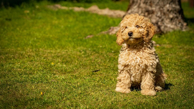 Dog breeding business